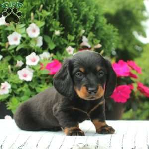 Brooke, Dachshund Puppy