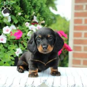 Brooke, Dachshund Puppy