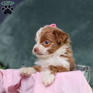 Ashley, Mini Bernedoodle Puppy