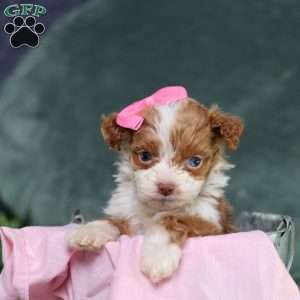 Ashley, Mini Bernedoodle Puppy