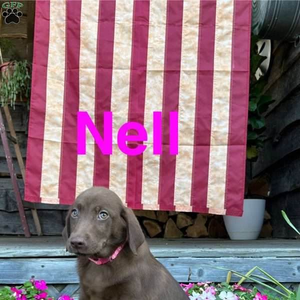 Nell, Chocolate Labrador Retriever Puppy