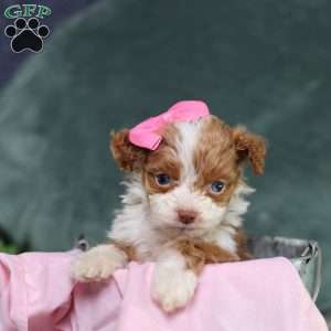 Ashley, Mini Bernedoodle Puppy