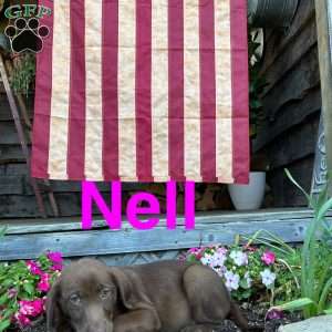 Nell, Chocolate Labrador Retriever Puppy