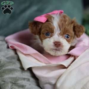 Ashley, Mini Bernedoodle Puppy