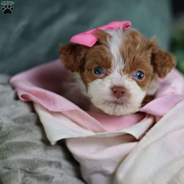 Ashley, Mini Bernedoodle Puppy