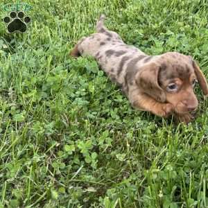 Izzy, Dachshund Puppy