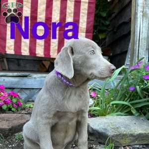Nora, Silver Labrador Retriever Puppy