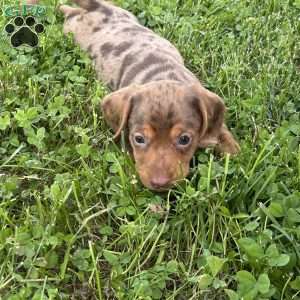 Izzy, Dachshund Puppy