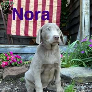 Nora, Silver Labrador Retriever Puppy