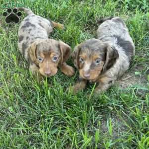 Izzy, Dachshund Puppy