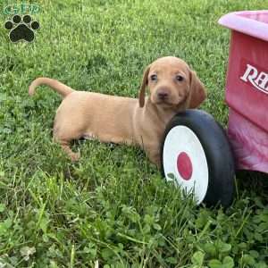 Iris, Dachshund Puppy