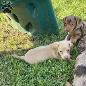 Isabella, Dachshund Puppy