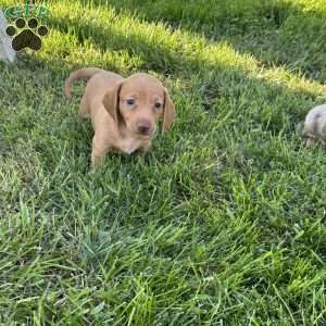 Iris, Dachshund Puppy