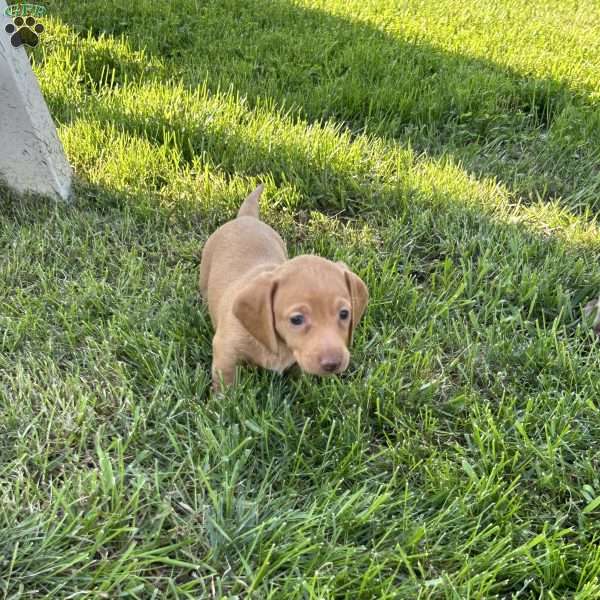 Iris, Dachshund Puppy