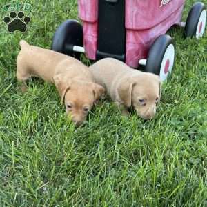 Iris, Dachshund Puppy
