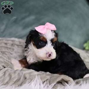 Becca, Mini Bernedoodle Puppy
