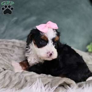 Becca, Mini Bernedoodle Puppy