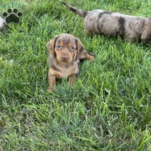 Izzy, Dachshund Puppy