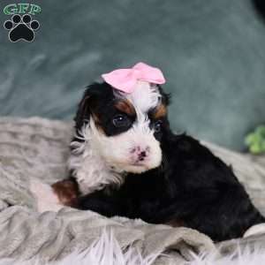 Becca, Mini Bernedoodle Puppy