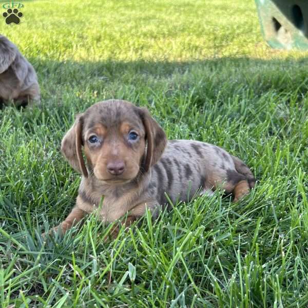 Izzy, Dachshund Puppy