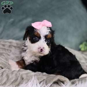 Becca, Mini Bernedoodle Puppy