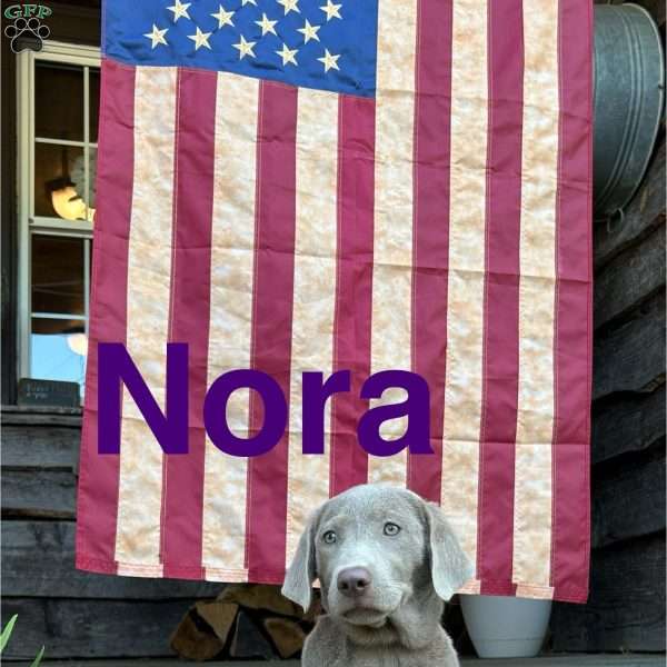 Nora, Silver Labrador Retriever Puppy