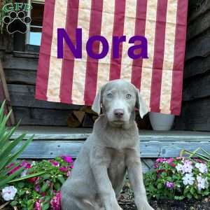 Nora, Silver Labrador Retriever Puppy