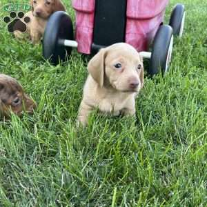 Isabella, Dachshund Puppy