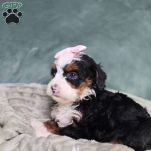 Becca, Mini Bernedoodle Puppy