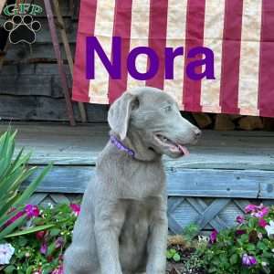 Nora, Silver Labrador Retriever Puppy