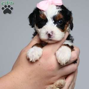 Becca, Mini Bernedoodle Puppy