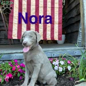 Nora, Silver Labrador Retriever Puppy