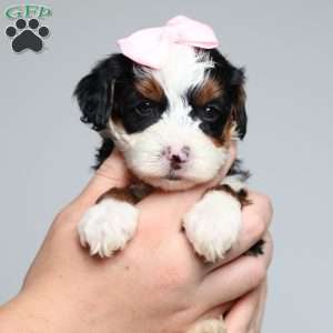 Becca, Mini Bernedoodle Puppy