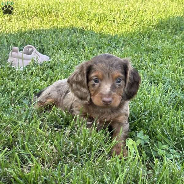 Ivan, Dachshund Puppy