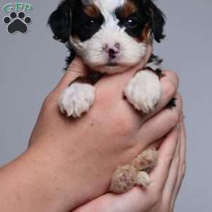 Becca, Mini Bernedoodle Puppy