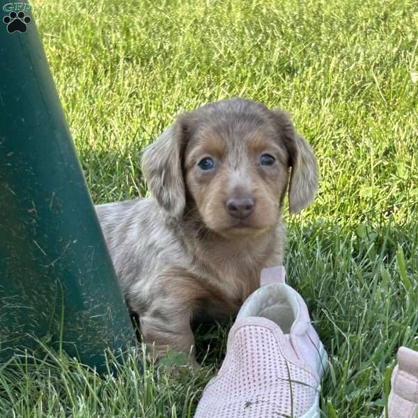 Ingrid, Dachshund Puppy