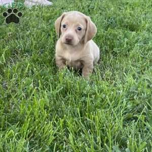 Isabella, Dachshund Puppy