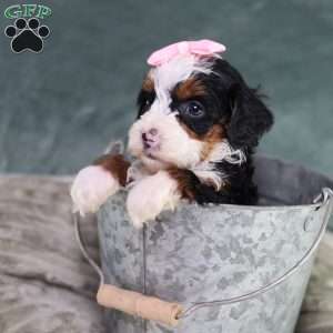 Becca, Mini Bernedoodle Puppy