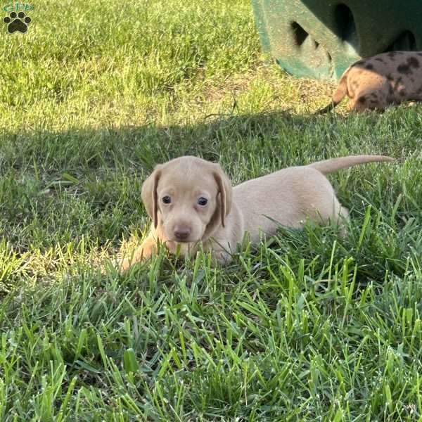 Isabella, Dachshund Puppy