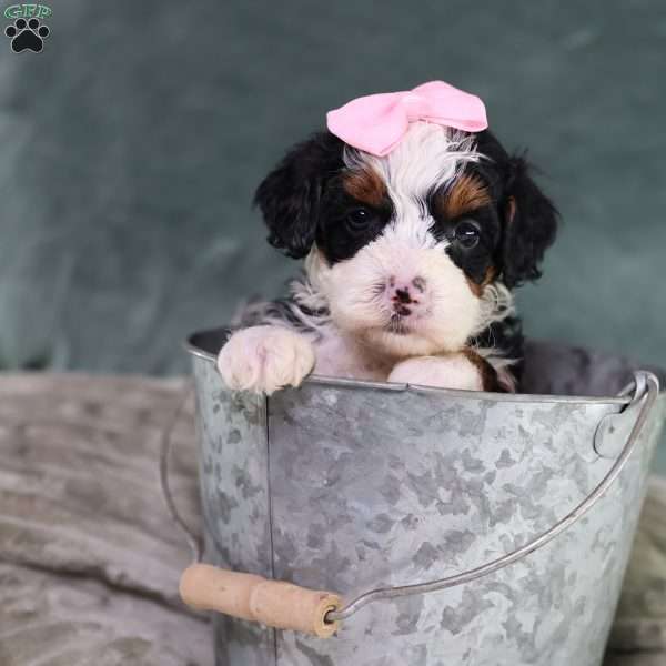 Becca, Mini Bernedoodle Puppy