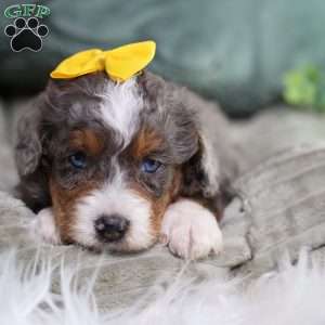 Brenda, Mini Bernedoodle Puppy