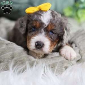 Brenda, Mini Bernedoodle Puppy