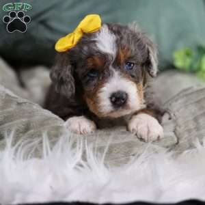 Brenda, Mini Bernedoodle Puppy