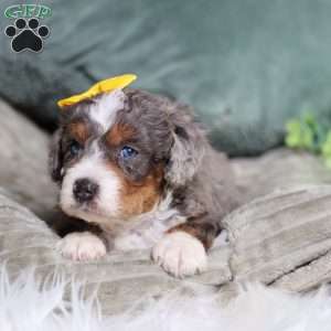 Brenda, Mini Bernedoodle Puppy