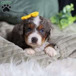 Brenda, Mini Bernedoodle Puppy