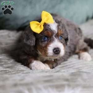 Brenda, Mini Bernedoodle Puppy