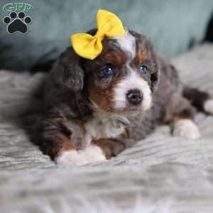 Brenda, Mini Bernedoodle Puppy