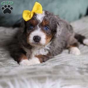 Brenda, Mini Bernedoodle Puppy