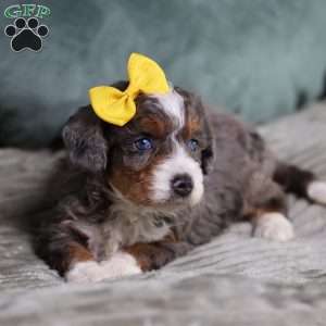 Brenda, Mini Bernedoodle Puppy