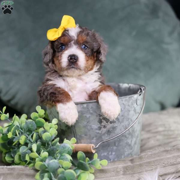 Brenda, Mini Bernedoodle Puppy